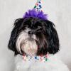 image:imageHuxley amp Kent Pet Party Hat for Dogs amp Cats  Fun Birthday Hat with SnugFit Adjustable Straps  Comfy Pet Costume Accessory for Parties Gotcha Days amp Celebrations  Blue SmallHappy Barkday