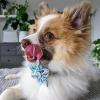 image:imageHuxley amp Kent Pet Pinwheel  Cocktail Party Small  Collar Accessory for DogsCats  Bow Collar Attachment  Cute Comfortable Accessory  HampK Pinwheel for PetsSmall