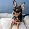image:imageHuxley amp Kent Pet Pinwheel  Equality Small  Pride Collar Accessory for DogsCats  Fun Comfortable amp Adjustable Pet AccessoryEquality