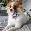 image:imageHuxley amp Kent Pet Pinwheel  Happy Barkday Small  Birthday Collar Accessory for DogsCats  Bow Collar Attachment  Cute Comfortable Accessory  HampK Pinwheel for PetsHappy Barkday