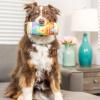 image:imageHuxley amp Kent for Dogs  Fuzzy Soft Seltzer Large  Pride Funny Dog Toy  Power Plush Dog Toy with Squeaker  Dog Gift  Fun Durable and Safe  HampK Squeaky Dog ToyFuzzy Soft Seltzer