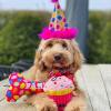 image:imageLulubelles Huxley amp Kent Dog Bundle  Pink Party Time Birthday Bundle  Small  Party Hat Bow Tie Power Plush Dog Bone