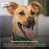 image:imageHuxley amp Kent Bow Tie for Pet  Cinco de Mayo Bow Tie Collar Attachment  Fun Bow Ties for Dogs amp CatsCinco Fiesta