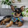 image:imageLulubelles Huxley amp Kent Cinco de Mayo Dog Bundle  Large  Margarita Loco amp Cinco Fiesta Bow Tie  Plush Squeaky Crinkle Dog Toy amp Collar Accessory