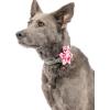 image:imageHuxley amp Kent Pet Pinwheel  Strawberries Small  Spring Collar Accessory for DogsCats  Valentines Day Bow Collar Attachment  Cute Comfortable Accessory  HampK Pinwheel for PetsKiss Kiss