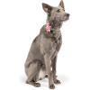 image:imageHuxley amp Kent Pet Pinwheel  Strawberries Small  Spring Collar Accessory for DogsCats  Valentines Day Bow Collar Attachment  Cute Comfortable Accessory  HampK Pinwheel for PetsKiss Kiss