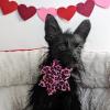 image:imageHuxley amp Kent Pet Pinwheel  Strawberries Small  Spring Collar Accessory for DogsCats  Valentines Day Bow Collar Attachment  Cute Comfortable Accessory  HampK Pinwheel for PetsPink Leopard