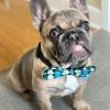 image:imageHuxley amp Kent Bow Tie for Pets  Teal Argyle ExtraLarge  Bow Tie Collar Attachment  Fun Bow Ties for Dogs amp Cats  Cute Comfortable and Durable  HampK Bow TieSmall