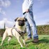 image:imageHuxley amp Kent Hudson Walking amp Training Harness  High Street Plaid ExtraSmall 610lbs  Easy Control Stepin Mesh Vest Harness with Reflective Strips for Safety  HampKHigh Street Plaid