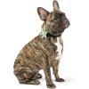 image:imageHuxley amp Kent Pet Pinwheel Bow for Dogs amp Cats  Thanksgiving Fall Adjustable Hook amp Loop Collar Accessory  Cute amp Comfortable for Holidays amp Celebrations  What Me Worry Turkey LargeHappy Camper