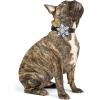 image:imageHuxley amp Kent Pet Pinwheel Bow for Dogs amp Cats  Thanksgiving Fall Adjustable Hook amp Loop Collar Accessory  Cute amp Comfortable for Holidays amp Celebrations  What Me Worry Turkey LargeI Only Have Pies for You