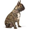 image:imageHuxley amp Kent Pet Pinwheel Bow for Dogs amp Cats  Thanksgiving Fall Adjustable Hook amp Loop Collar Accessory  Cute amp Comfortable for Holidays amp Celebrations  What Me Worry Turkey LargeCoffee to GoGo