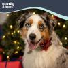 image:imageHuxley amp Kent Pet Pinwheel Bow for Dogs amp Cats  Holiday Adjustable Hook amp Loop Collar Accessory  Cute amp Comfortable for Holidays amp Celebrations  Peppermint Stripe SmallRoyal Tartan