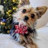 image:imageHuxley amp Kent Pet Pinwheel Bow for Dogs amp Cats  Holiday Adjustable Hook amp Loop Collar Accessory  Cute amp Comfortable for Holidays amp Celebrations  Peppermint Stripe SmallSnowflake