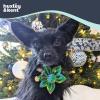 image:imageHuxley amp Kent Pet Pinwheel Bow for Dogs amp Cats  Holiday Adjustable Hook amp Loop Collar Accessory  Cute amp Comfortable for Holidays amp Celebrations  Peppermint Stripe SmallMerry  Bright