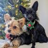image:imageHuxley amp Kent Pet Pinwheel Bow for Dogs amp Cats  Holiday Adjustable Hook amp Loop Collar Accessory  Cute amp Comfortable for Holidays amp Celebrations  Peppermint Stripe SmallSnowflake
