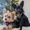 image:imageHuxley amp Kent Pet Pinwheel Bow for Dogs amp Cats  Holiday Adjustable Hook amp Loop Collar Accessory  Cute amp Comfortable for Holidays amp Celebrations  Peppermint Stripe SmallSnowflake