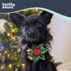 image:imageHuxley amp Kent Pet Pinwheel Bow for Dogs amp Cats  Holiday Adjustable Hook amp Loop Collar Accessory  Cute amp Comfortable for Holidays amp Celebrations  Peppermint Stripe SmallNaughty  Nice