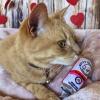image:imageHuxley amp Kent Cat Toy Bundle  Kitty Klaw Clawberry amp Kitty Klaw Licks amp Limes  Soft Plush Pounce Kitty Toy with Catnip and Crinkle