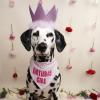 image:imageHuxley amp Kent Birthday Dog Bundle  Purple Crown and Its My Barkday Bone  Large Plush Dog Toy and Large Adjustable Head Crown