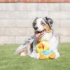 image:imageHuxley amp Kent Slappies for Dogs  Beary Styles Large  Squeak amp Shake Dog Toy  No Stuff Squeaky Toy TPR Ball in Head  Simulates Hunting Nature for DogsSmall
