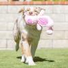 image:imageHuxley amp Kent Slappies for Dogs  Beary Styles Large  Squeak amp Shake Dog Toy  No Stuff Squeaky Toy TPR Ball in Head  Simulates Hunting Nature for DogsSmall