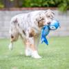 image:imageHuxley amp Kent Slappies for Dogs  Beary Styles Small  Squeak amp Shake Dog Toy  No Stuff Squeaky Toy TPR Ball in Head  Simulates Hunting Nature for DogsLarge