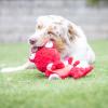 image:imageHuxley amp Kent Slappies for Dogs  Betty Bunny Large  Squeak amp Shake Dog Toy  No Stuff Squeaky Toy TPR Ball in Head  Simulates Hunting Nature for DogsLarge
