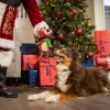 image:imageHuxley amp Kent Slappies for Dogs  Plaidington Bear Small  Christmas Holiday Dog Toy  Squeak amp Shake Dog Toy  No Stuff Tummy with Squeaky TPR Ball in Head  Simulates Hunting Nature for Dogs
