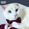 image:imageHuxley amp Kent Pet Bow Tie for Dogs amp Cats  Fall Holiday Adjustable Hook amp Loop Collar Accessory  Cute amp Comfortable for Holidays amp Celebrations  Buffalo Check SmallCheckered