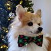 image:imageHuxley amp Kent Pet Bow Tie for Dogs amp Cats  Holiday Adjustable Hook amp Loop Collar Accessory  Cute amp Comfortable for Holidays amp Celebrations  Ugly Sweater LargeScottish Check