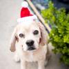 image:imageHuxley amp Kent Pet Hat for Dogs amp Cats  Cute Easter Costume Hat with SnugFit Adjustable Straps  Soft Cap for Spring Photos amp Parties  Bunny Ears SmallSanta Hat
