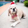 image:imageHuxley amp Kent Pet Hat for Dogs amp Cats  Cute Easter Costume Hat with SnugFit Adjustable Straps  Soft Cap for Spring Photos amp Parties  Bunny Ears SmallSanta