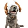 image:imageHuxley amp Kent Pet Hat for Dogs amp Cats  Cute Easter Costume Hat with SnugFit Adjustable Straps  Soft Cap for Spring Photos amp Parties  Bunny Ears SmallTurkey Tester