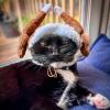 image:imageHuxley amp Kent Pet Hat for Dogs amp Cats  Cute Easter Costume Hat with SnugFit Adjustable Straps  Soft Cap for Spring Photos amp Parties  Bunny Ears SmallTurkey Tester