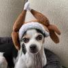 image:imageHuxley amp Kent Pet Hat for Dogs amp Cats  Cute Easter Costume Hat with SnugFit Adjustable Straps  Soft Cap for Spring Photos amp Parties  Bunny Ears SmallTurkey Tester