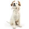image:imageHuxley amp Kent Pet Hat for Dogs amp Cats  Cute Easter Costume Hat with SnugFit Adjustable Straps  Soft Cap for Spring Photos amp Parties  Bunny Ears SmallTurkey Tester
