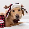 image:imageHuxley amp Kent Pet Hat for Dogs amp Cats  Cute Easter Costume Hat with SnugFit Adjustable Straps  Soft Cap for Spring Photos amp Parties  Bunny Ears SmallCheckered