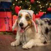 image:imageHuxley amp Kent Pet Hat for Dogs amp Cats  Cute Easter Costume Hat with SnugFit Adjustable Straps  Soft Cap for Spring Photos amp Parties  Bunny Ears SmallAntler Red Fairisle