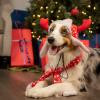 image:imageHuxley amp Kent Pet Hat for Dogs amp Cats  Cute Easter Costume Hat with SnugFit Adjustable Straps  Soft Cap for Spring Photos amp Parties  Bunny Ears SmallAntler Red Fairisle