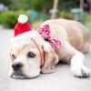 image:imageHuxley amp Kent Pet Hat for Dogs amp Cats  Cute Easter Costume Hat with SnugFit Adjustable Straps  Soft Cap for Spring Photos amp Parties  Bunny Ears SmallSanta