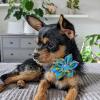 image:imageHuxley amp Kent Pet Pinwheel  Cinco Fiesta Small  Collar Accessory for DogsCats  Fun Pet Pinwheel Collar Attachment  Cute Comfortable Pet Accessory  HampK Pinwheel for PetsSmall