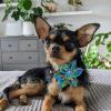 image:imageHuxley amp Kent Pet Pinwheel  Cinco Fiesta Small  Collar Accessory for DogsCats  Fun Pet Pinwheel Collar Attachment  Cute Comfortable Pet Accessory  HampK Pinwheel for PetsSmall