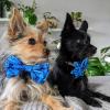 image:imageHuxley amp Kent Pet Pinwheel  Happy Avocados Small  Spring Bow Collar Attachment  Fun Collar Accessory for Dogs amp Cats  Cute Comfortable and Durable  HampKOctopus Garden