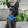 image:imageHuxley amp Kent Pet Pinwheel  Im Prickly Cactus Small  Spring Bow Collar Attachment  Fun Collar Accessory for Dogs amp Cats  Cute Comfortable and Durable  HampKOctopus Garden