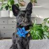 image:imageHuxley amp Kent Pet Pinwheel  Summertime Check Small  Spring Bow Collar Attachment  Fun Collar Accessory for Dogs amp Cats  Cute Comfortable and Durable  HampKOctopus Garden