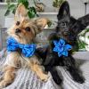 image:imageHuxley amp Kent Pet Pinwheel  Summertime Check Small  Spring Bow Collar Attachment  Fun Collar Accessory for Dogs amp Cats  Cute Comfortable and Durable  HampKOctopus Garden
