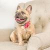 image:imageHuxley amp Kent Pet Pinwheel  Summertime Check Small  Spring Bow Collar Attachment  Fun Collar Accessory for Dogs amp Cats  Cute Comfortable and Durable  HampKStrawberry