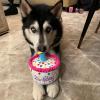 image:imageHuxley amp Kent Birthday Dog Bundle  Pink Crown and Happy Barkday Cake  Large Plush Dog Toy and Large Adjustable Head Crown