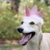 image:imageHuxley amp Kent Birthday Dog Bundle  Pink Crown and Happy Barkday Cake  Large Plush Dog Toy and Large Adjustable Head Crown